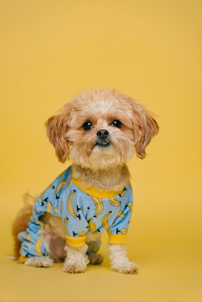 pets-cover